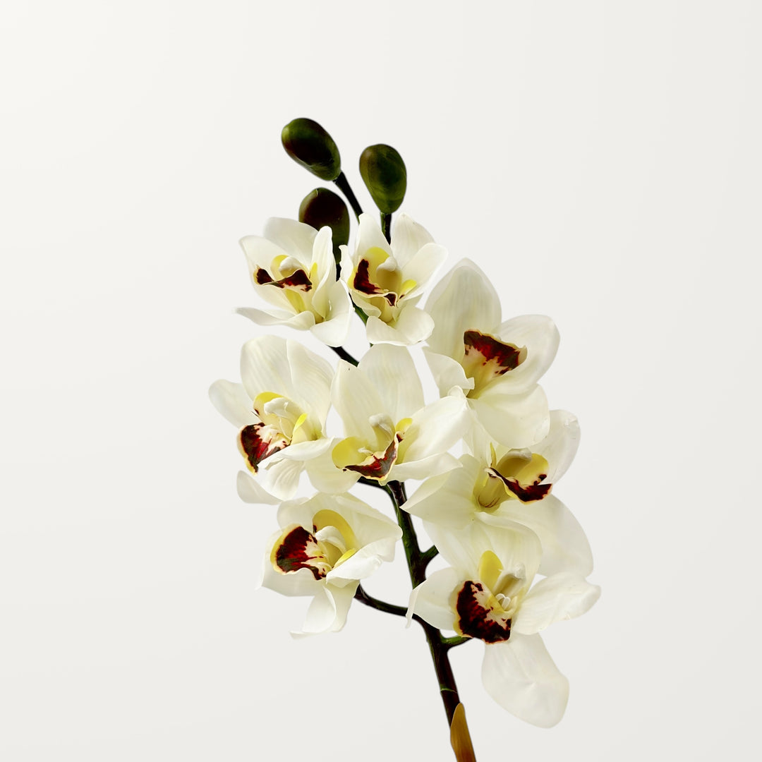 Orchid Cymbidium – White (Real Touch)