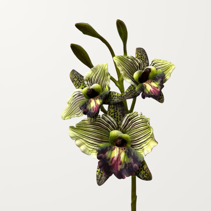 Cattleya Orchid – Moss Green (Real Touch)