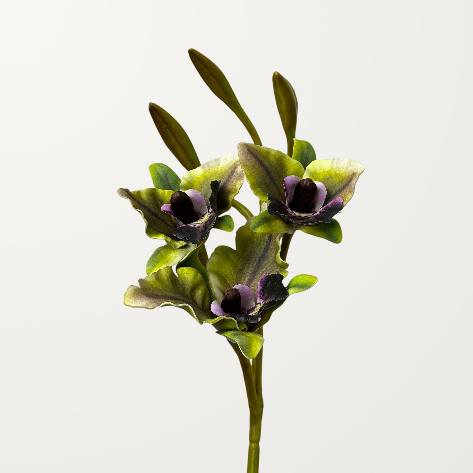 Cattleya Orchid – Olive Green (Real Touch)