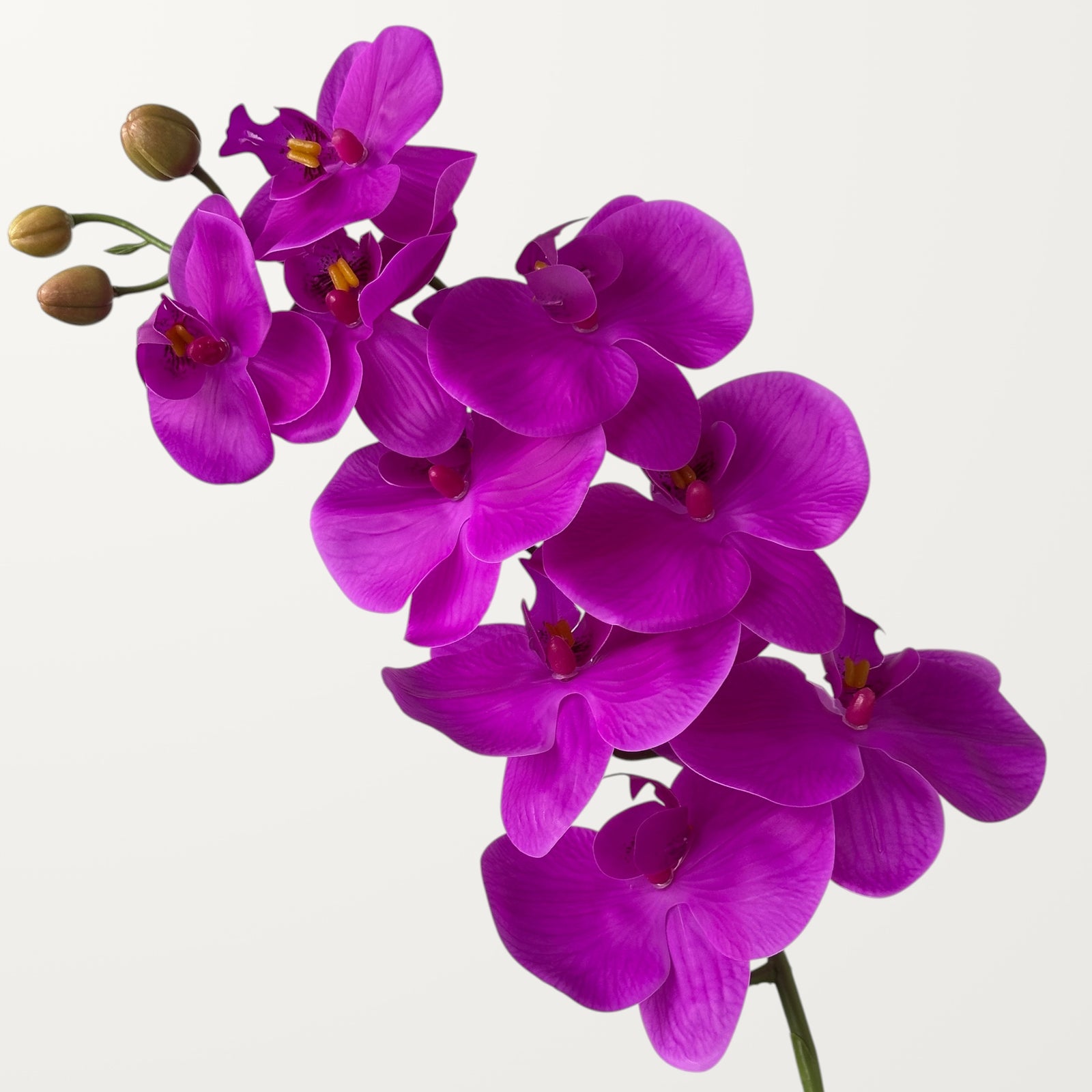 Phalaenopsis Orchid Large – Magenta (Real Touch)