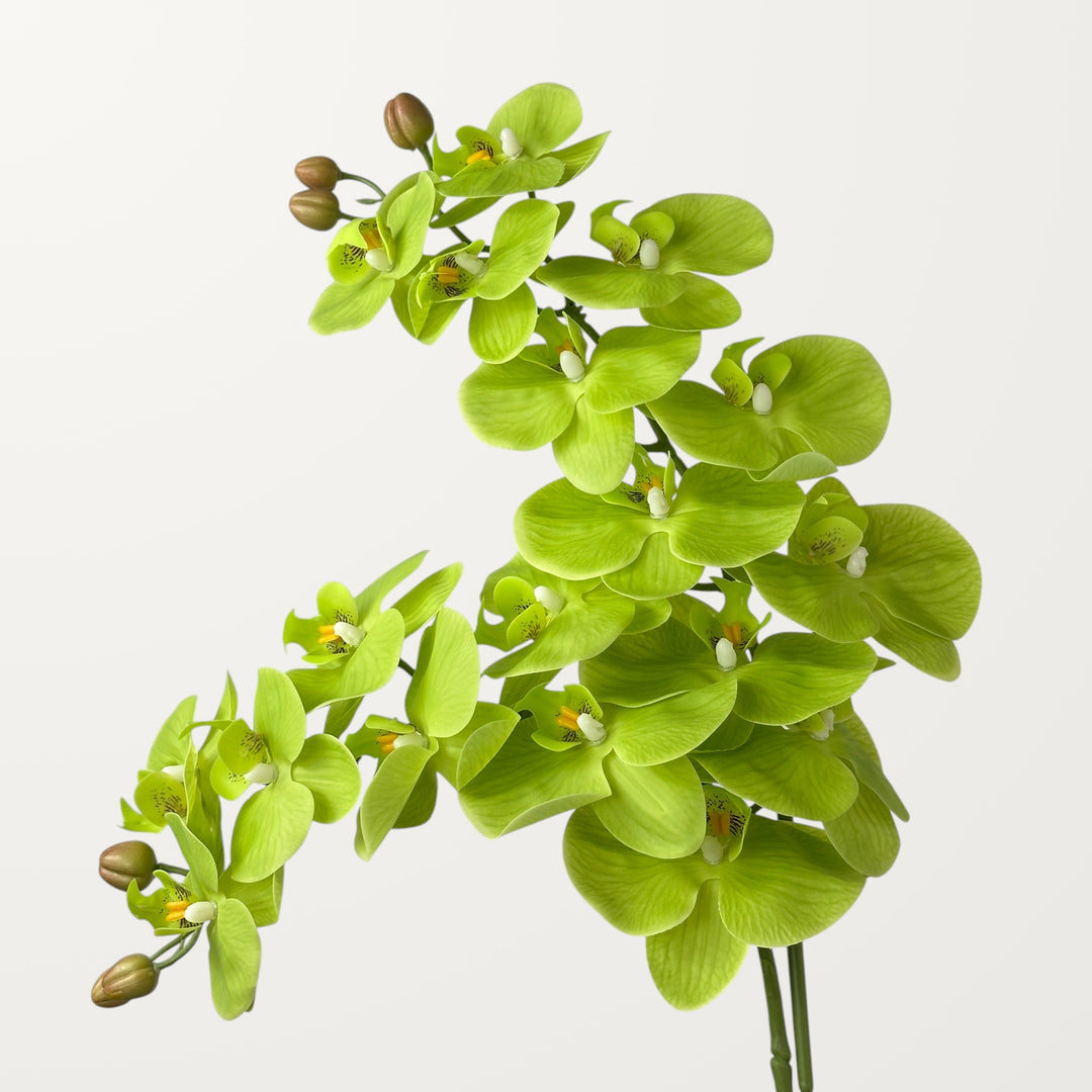 Phalaenopsis Orchid Large – Spring Green (Real Touch) - view 2