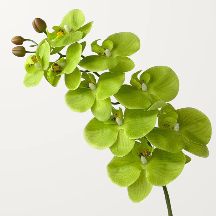 Phalaenopsis Orchid Large – Spring Green (Real Touch)