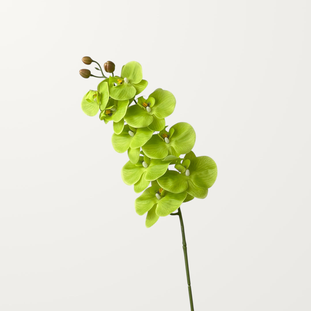 Phalaenopsis Orchid Large – Spring Green (Real Touch) - view 3