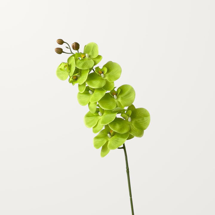 Phalaenopsis Orchid Large – Spring Green (Real Touch) - view 3