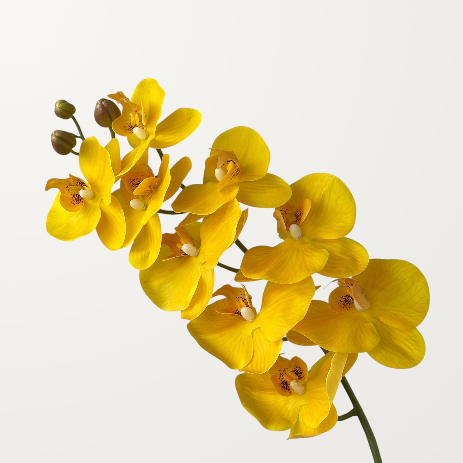 Phalaenopsis Orchid Large – Yellow (Real Touch)