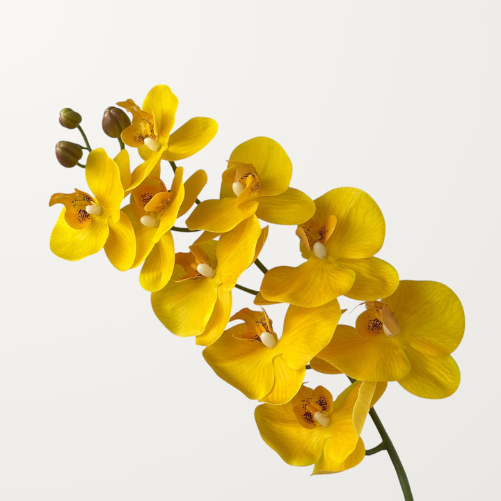 Phalaenopsis Orchid Large – Yellow (Real Touch)