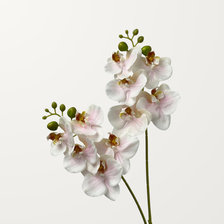 Phalaenopsis Orchid Small – Blush Pink (Real Touch) - view 2