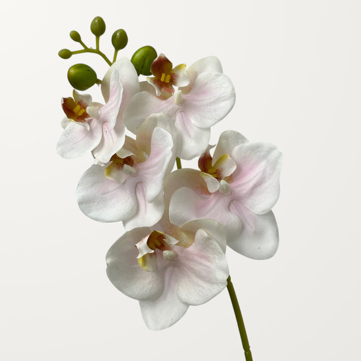 Phalaenopsis Orchid Small – Blush Pink (Real Touch)