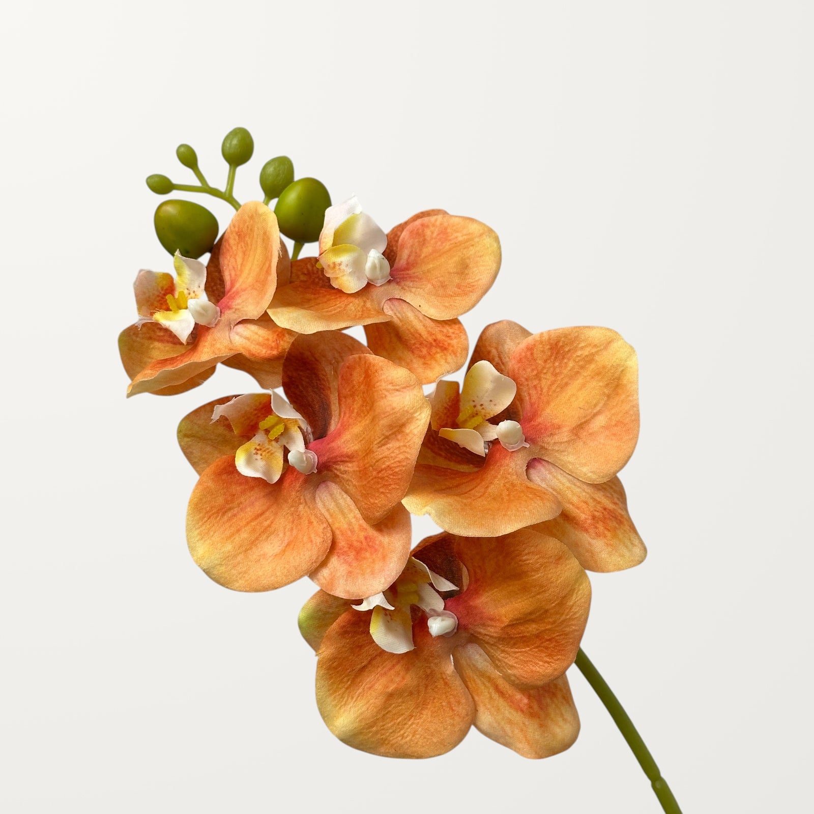 Phalaenopsis Orchid Small – Peach Orange (Real Touch)