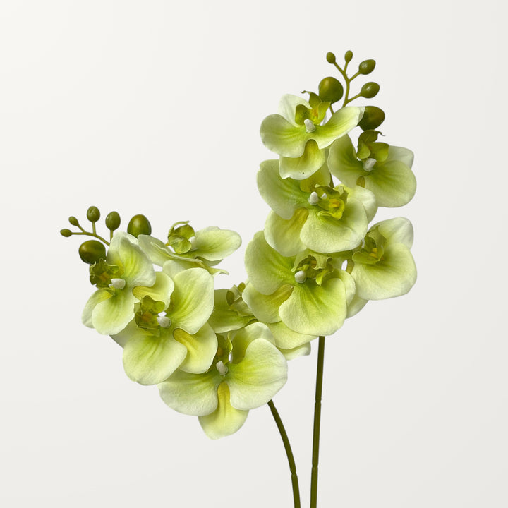 Phalaenopsis Orchid Small – Spring Green (Real Touch) - view 2