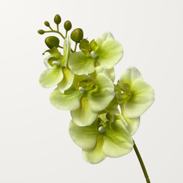 Phalaenopsis Orchid Small – Spring Green (Real Touch)