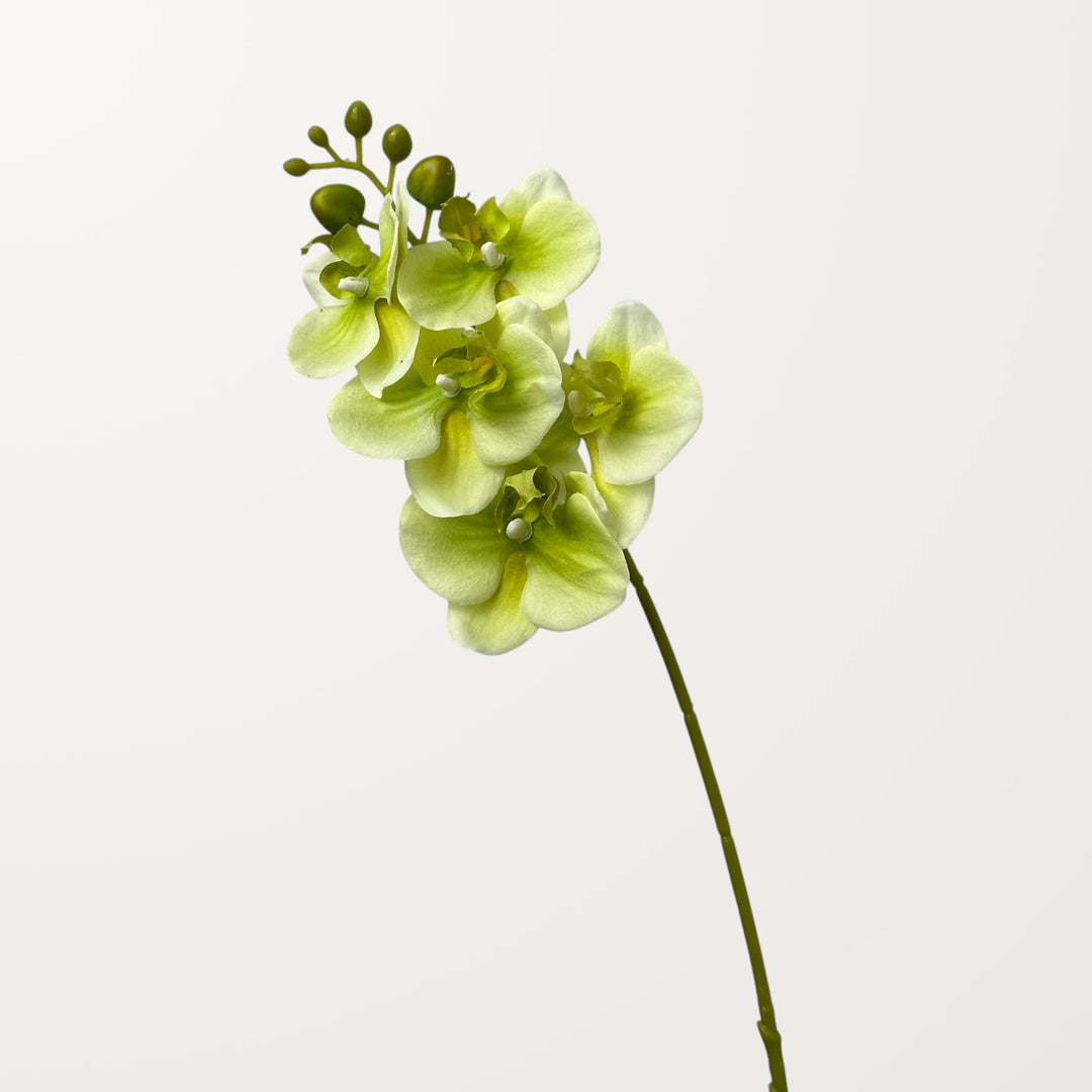 Phalaenopsis Orchid Small – Spring Green (Real Touch) - view 3