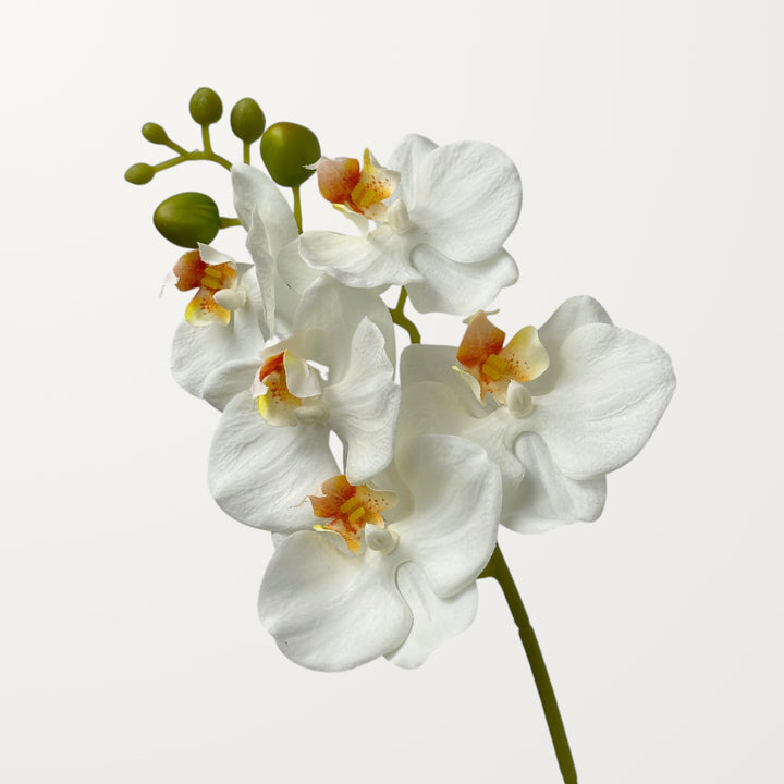 Phalaenopsis Orchid Small – White (Real Touch)