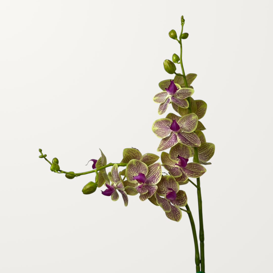 Phalaenopsis Orchid – Purple Veined Green (Real Touch) - view 3