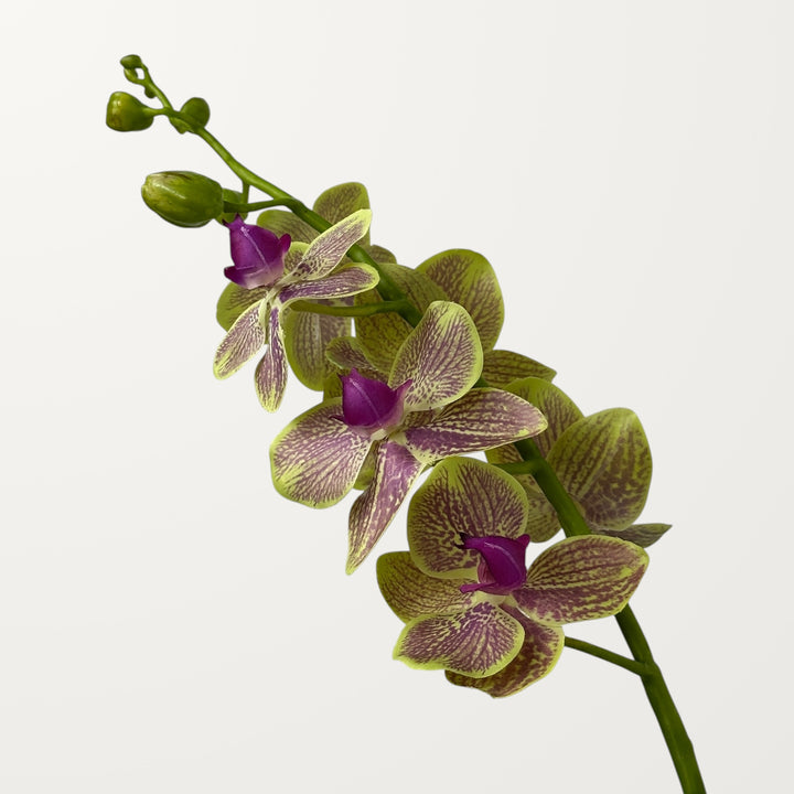 Phalaenopsis Orchid – Purple Veined Green (Real Touch)