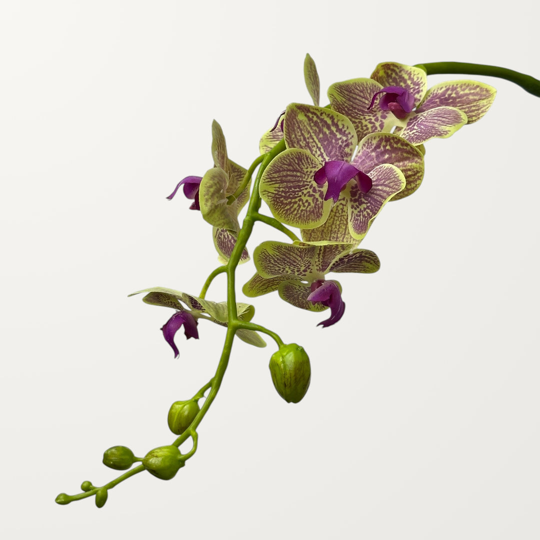 Phalaenopsis Orchid – Purple Veined Green (Real Touch) - view 2
