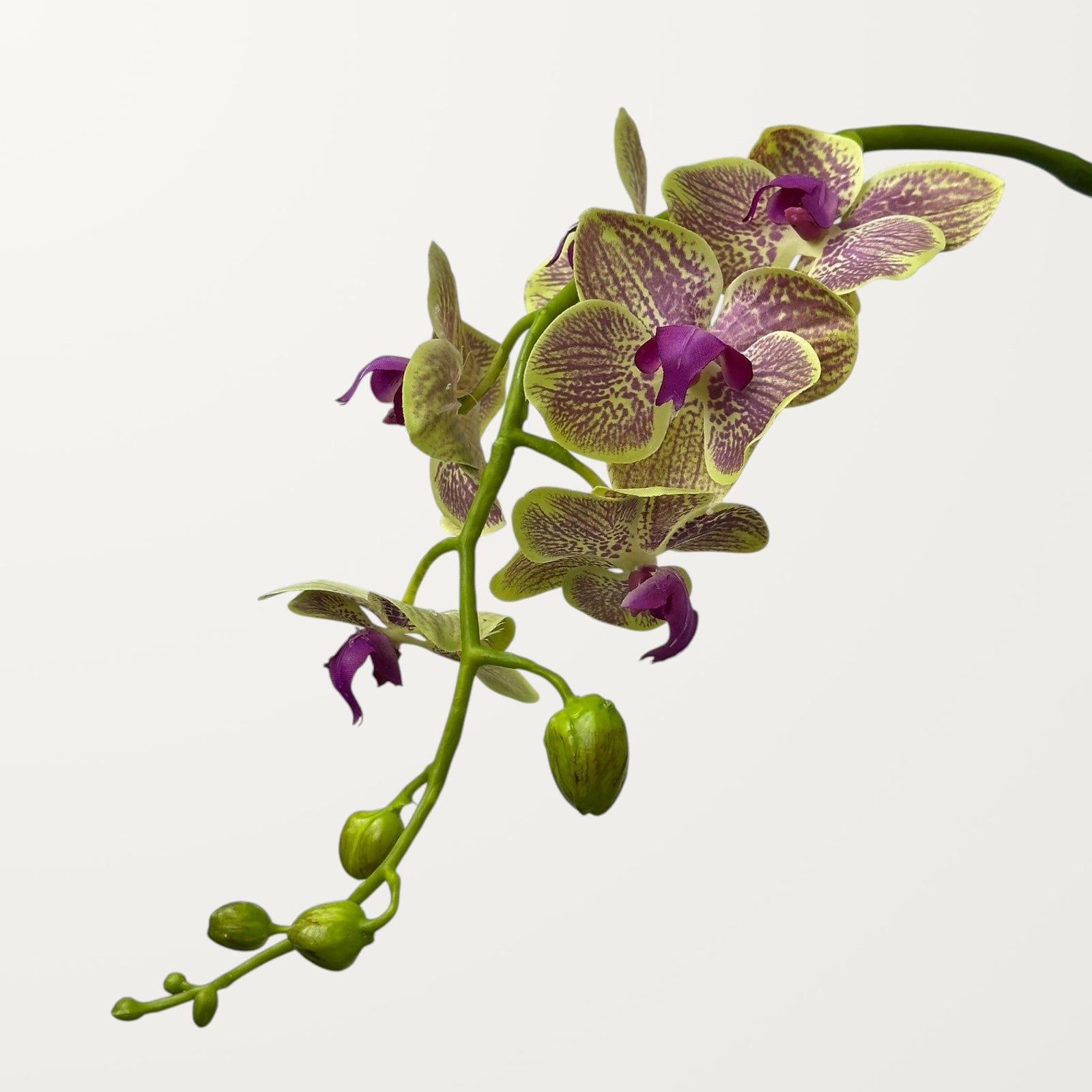 Phalaenopsis Orchid – Purple Veined Green (Real Touch) - view 2