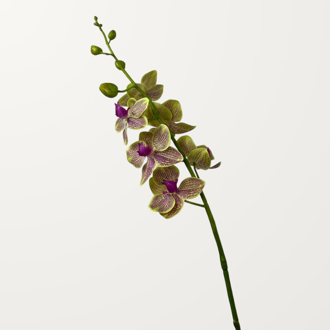 Phalaenopsis Orchid – Purple Veined Green (Real Touch) - view 4