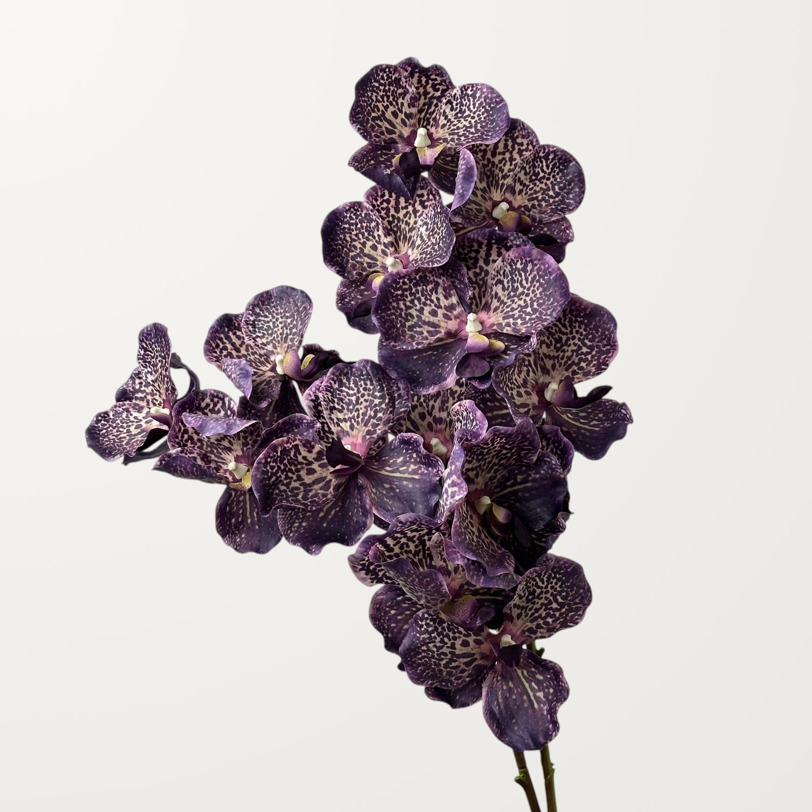 Vanda Orchid – Black Purple (Real Touch) - view 2