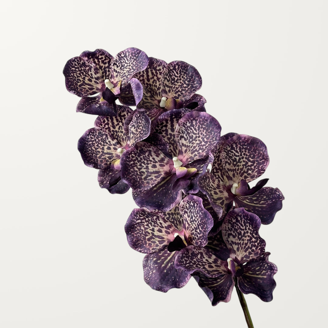 Vanda Orchid – Black Purple (Real Touch)