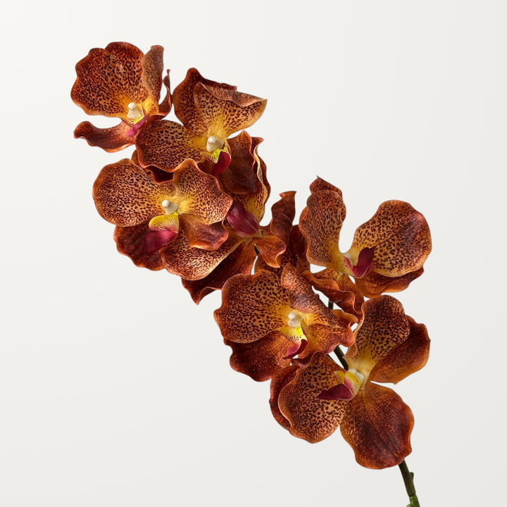 Vanda Orchid – Burnt Orange (Real Touch)