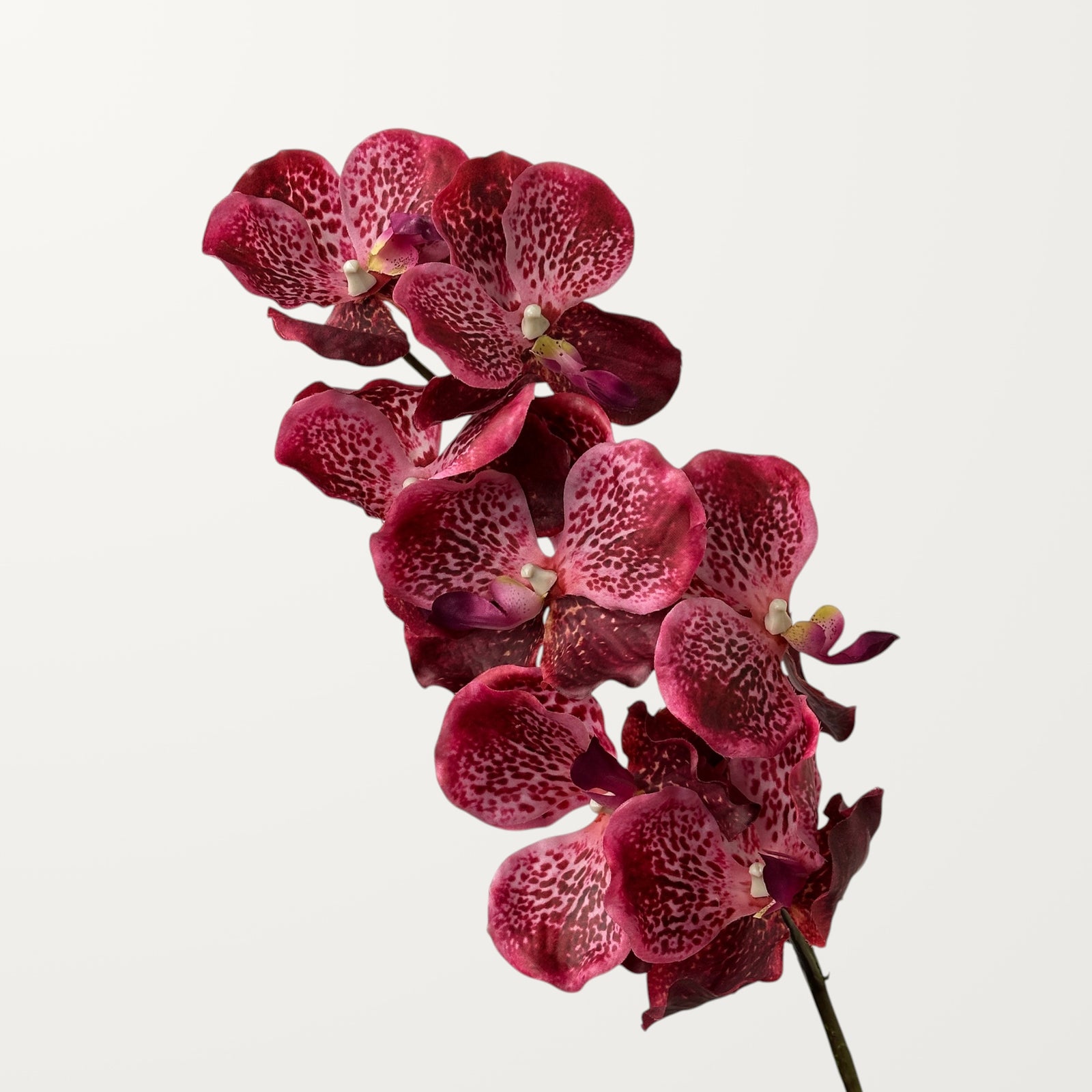 Vanda Orchid – Dark Burgundy (Real Touch)