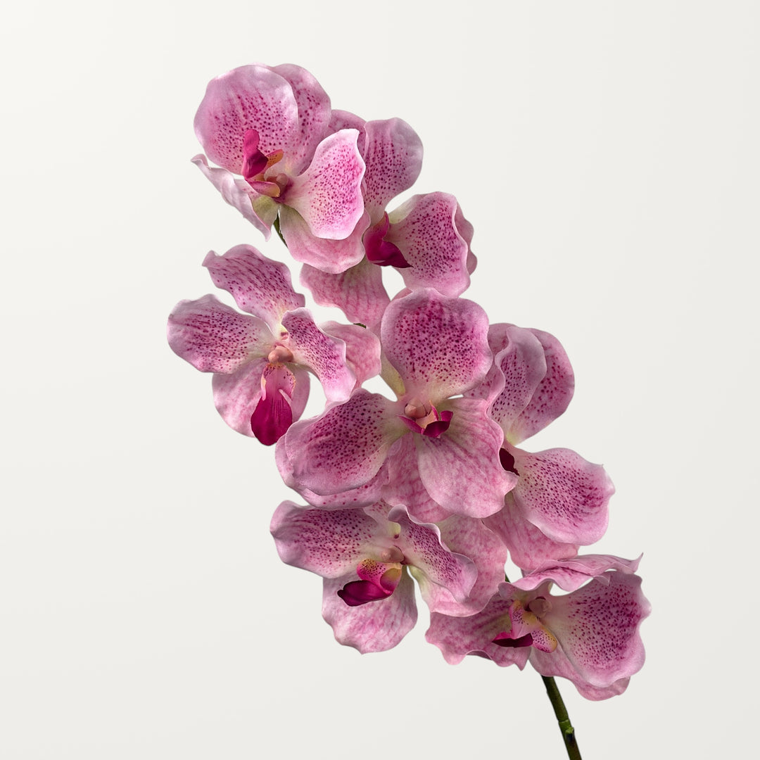 Vanda Orchid – Dusty Pink (Real Touch)