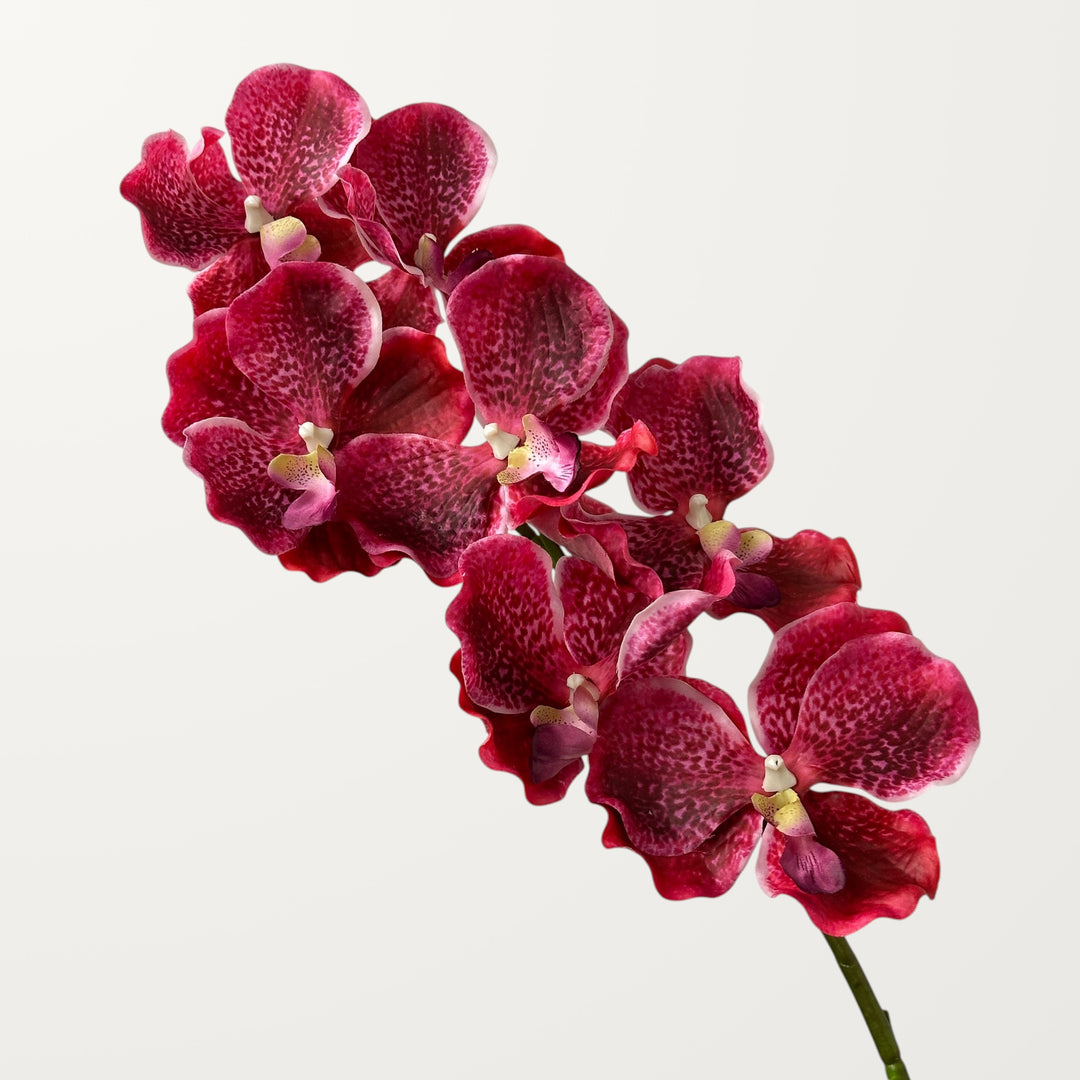 Vanda Orchid – Hot Pink (Real Touch)