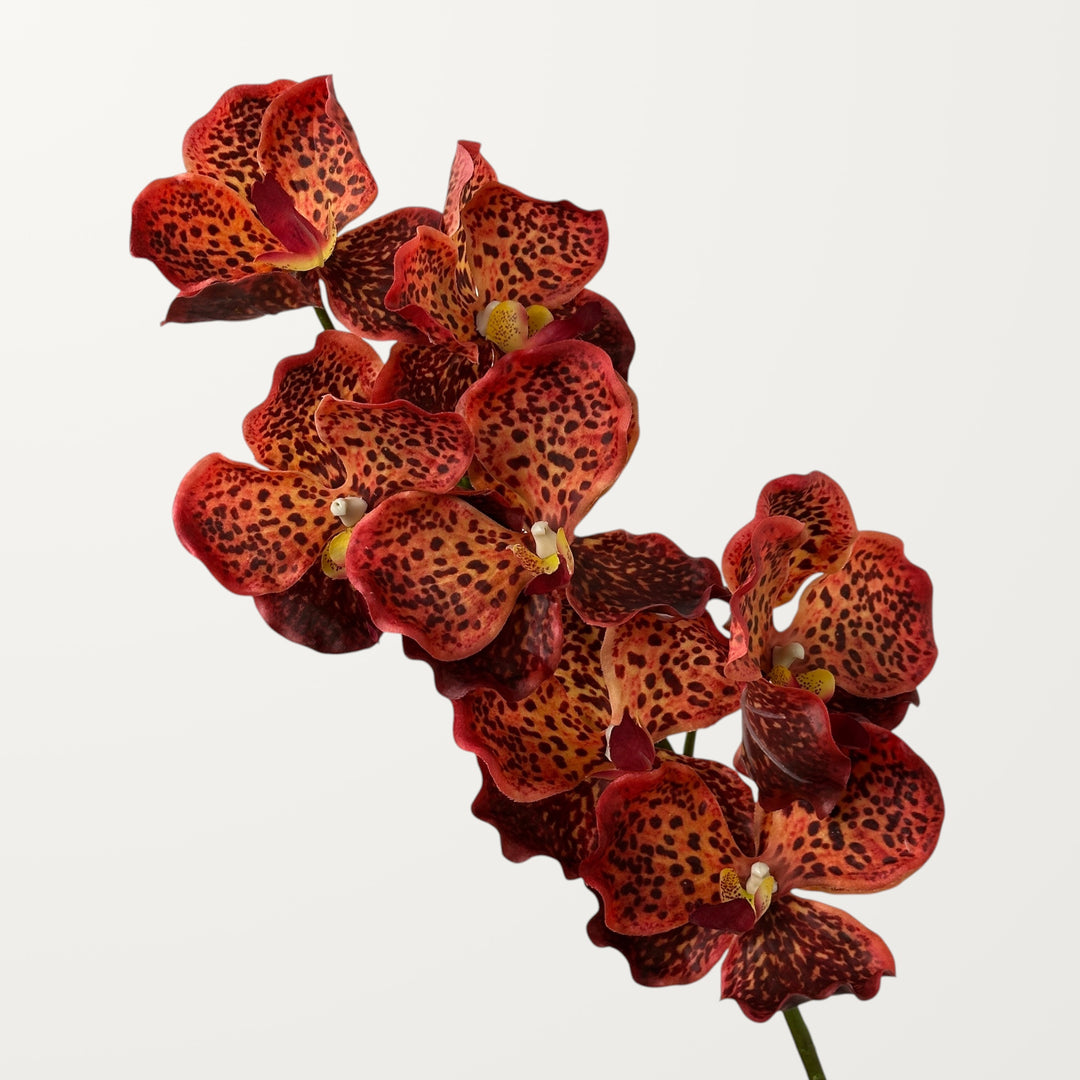 Vanda Orchid – Olive Red (Real Touch)