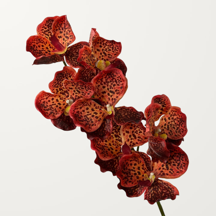 Vanda Orchid – Olive Red (Real Touch)