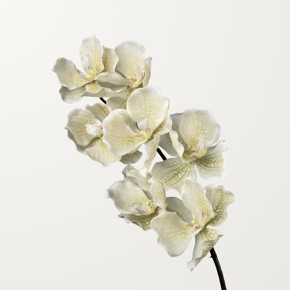 Vanda Orchid – White (Real Touch)