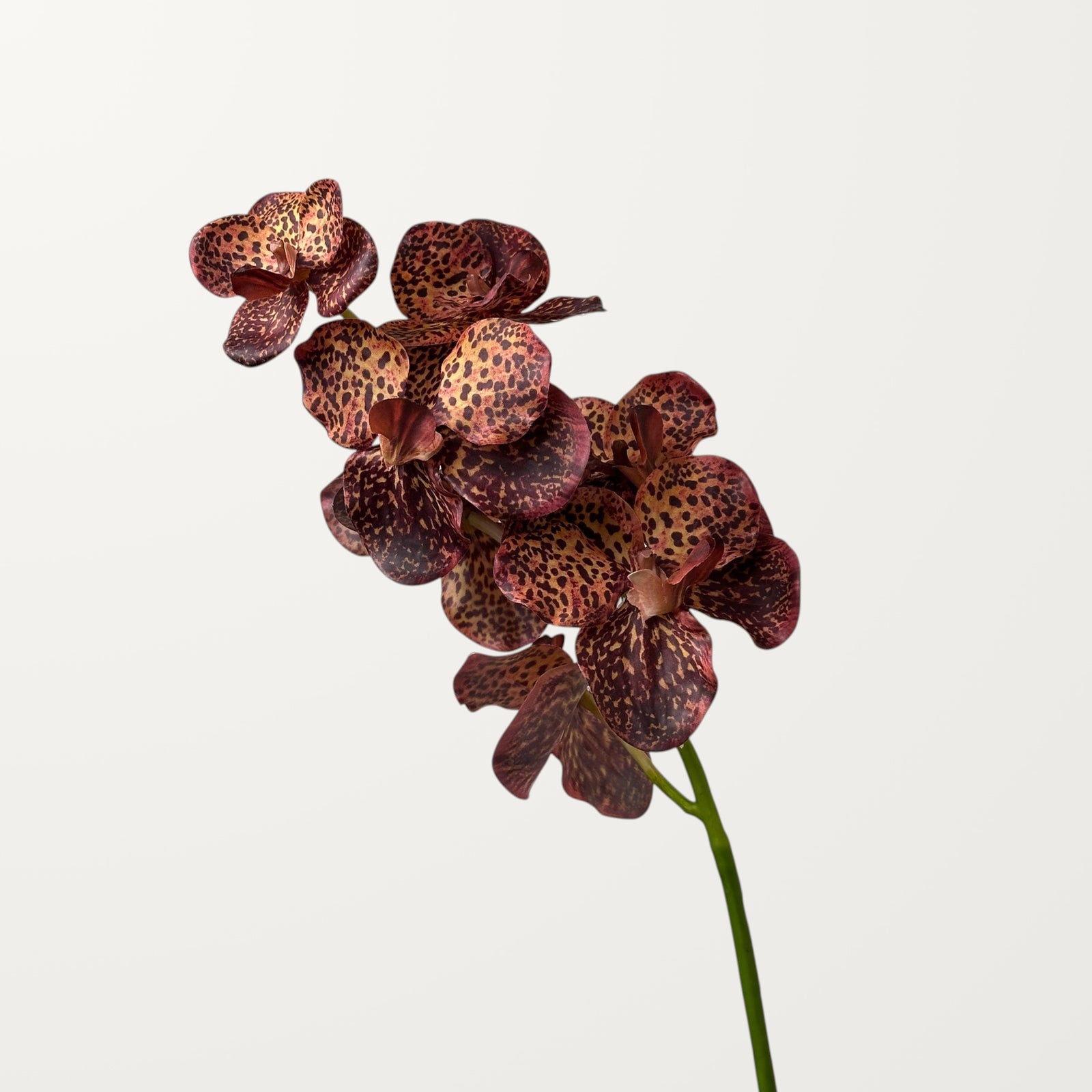 Vanda Orchid – Chestnut (Real Touch)