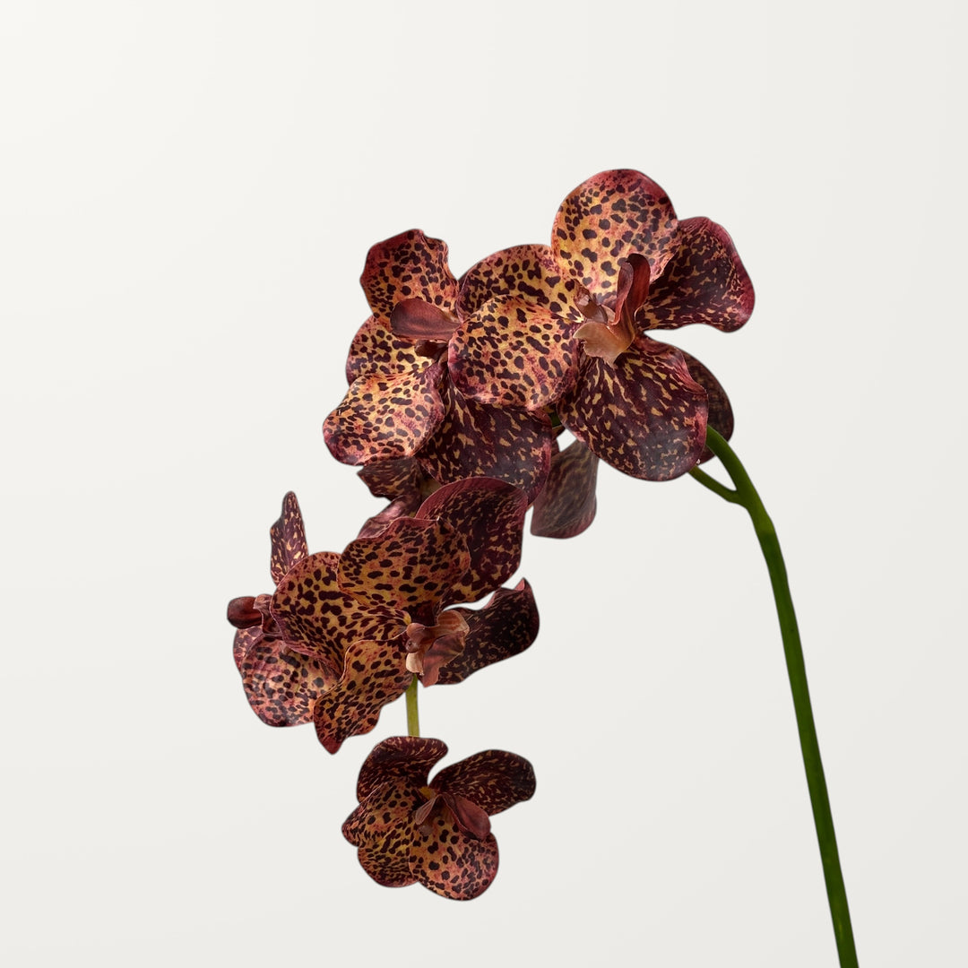 Vanda Orchid – Chestnut (Real Touch) - view 2