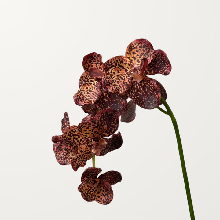 Vanda Orchid – Chestnut (Real Touch) - view 2