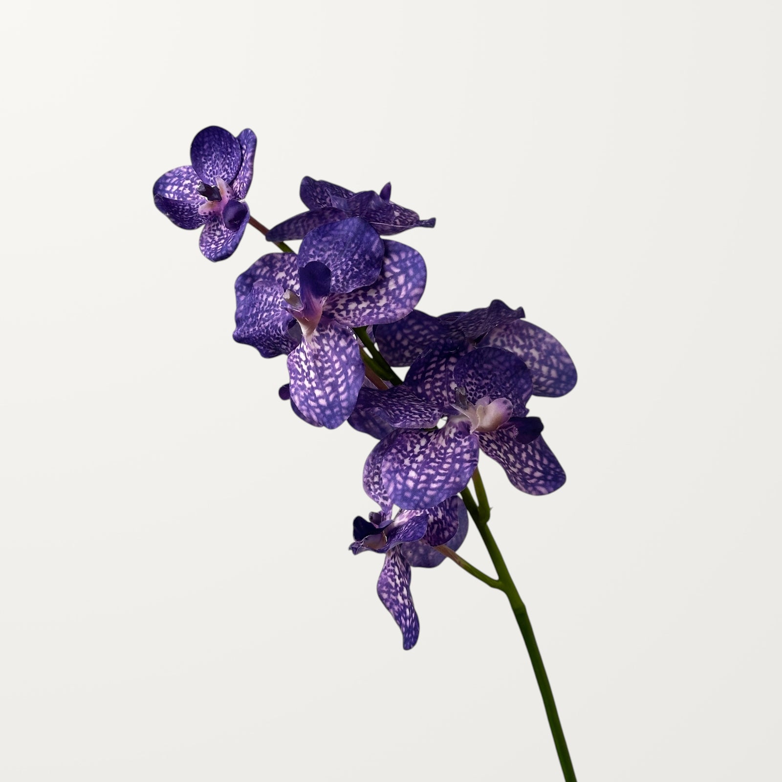 Vanda Orchid – Purple Blue (Real Touch)