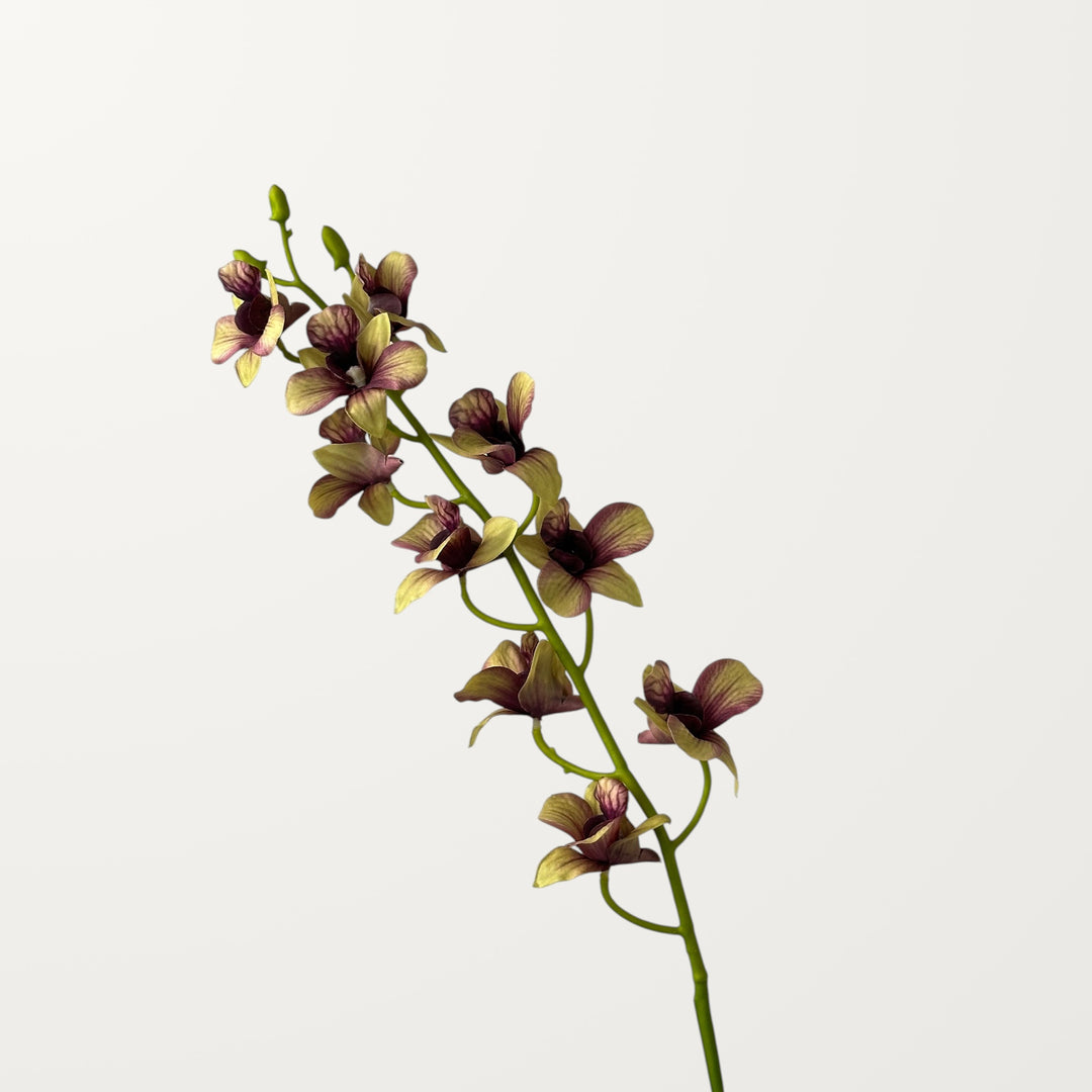 Dendrobium Orchid – Khaki Green (Real Touch)
