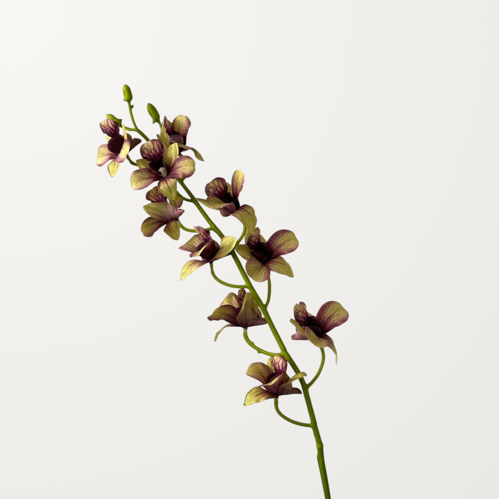 Dendrobium Orchid – Khaki Green (Real Touch)