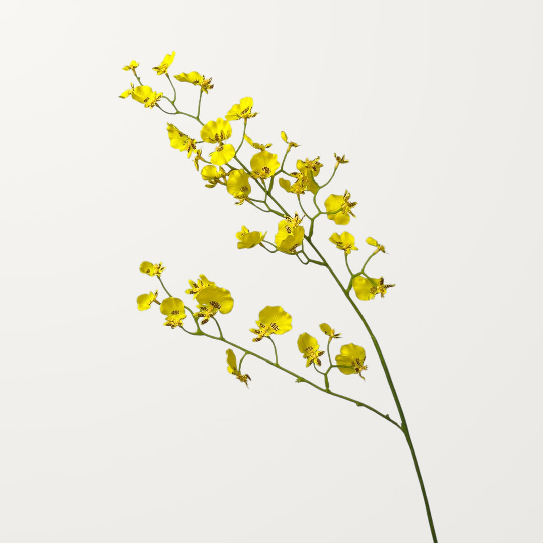 Oncidium Orchid – Yellow (Real Touch)