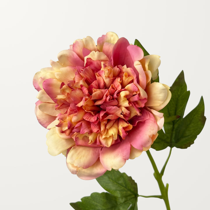 Peony – Amber (Real Touch)