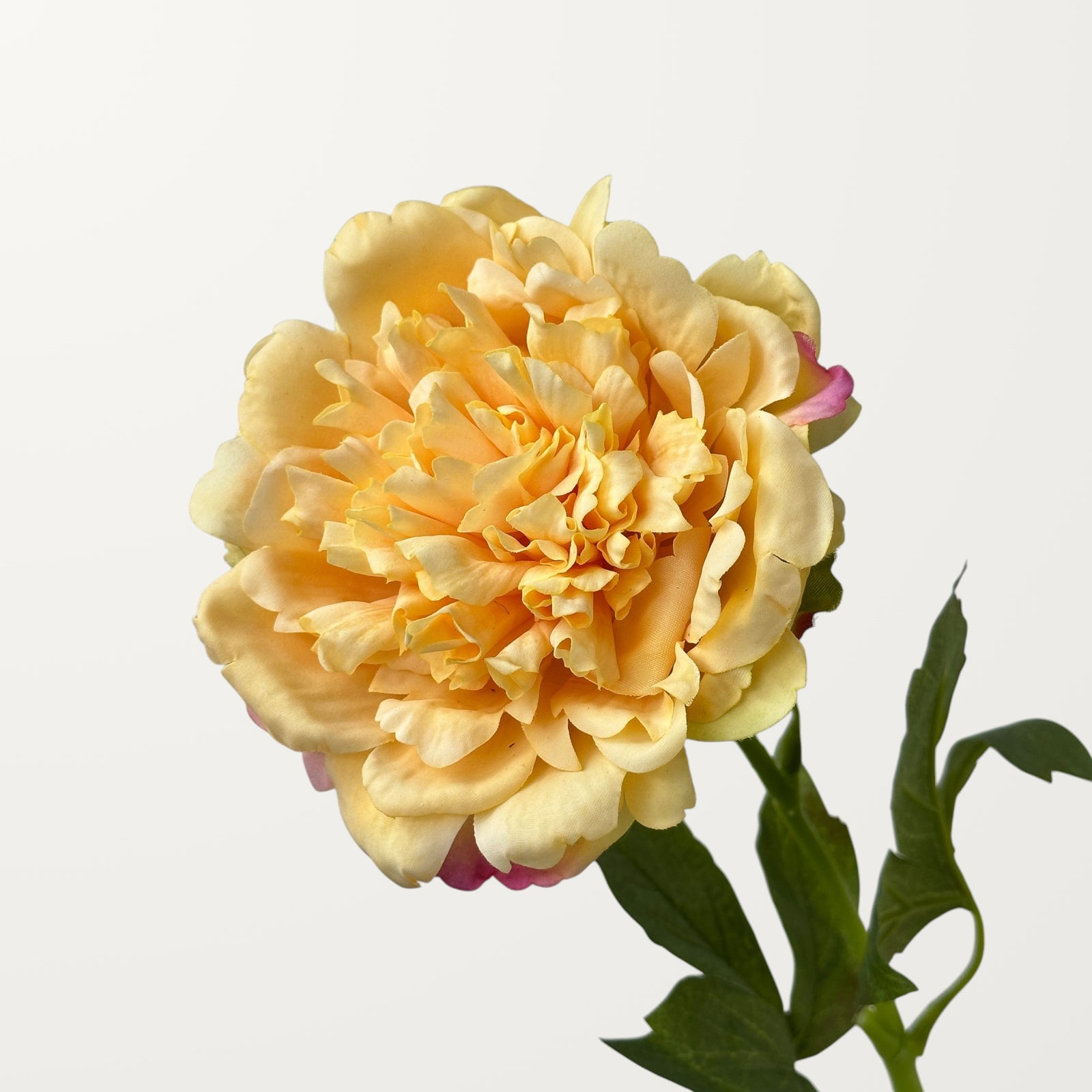 Peony – Champagne (Real Touch)