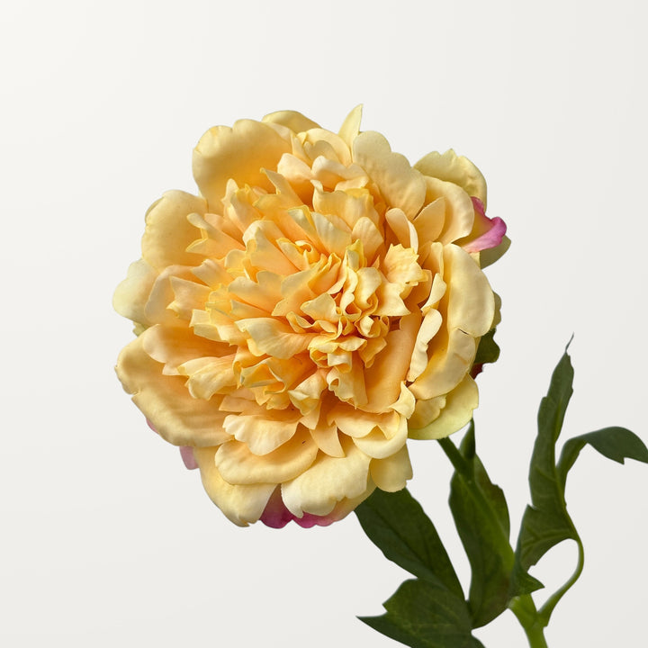 Peony – Champagne (Real Touch)