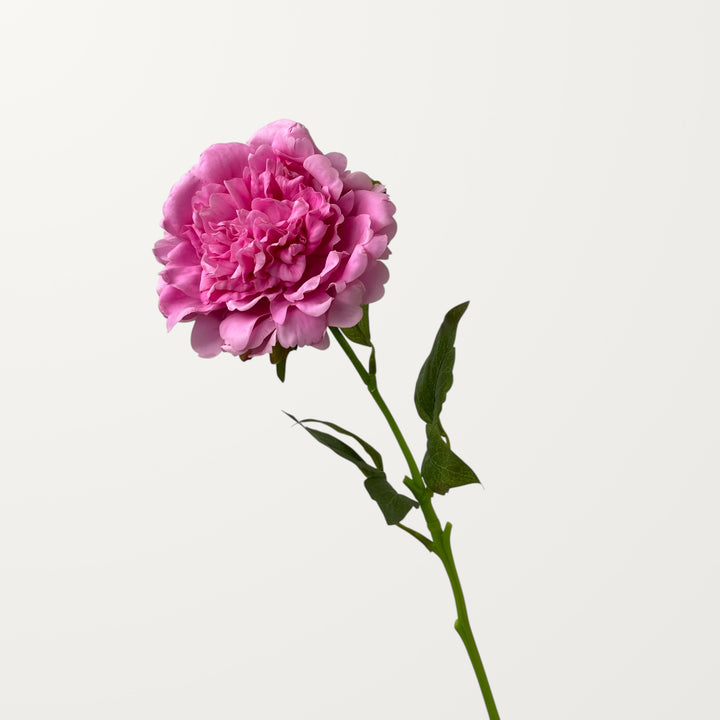 Peony – Hot Pink (Real Touch) - view 3