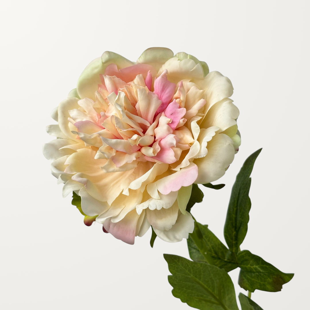 Peony – Peach Blush (Real Touch)