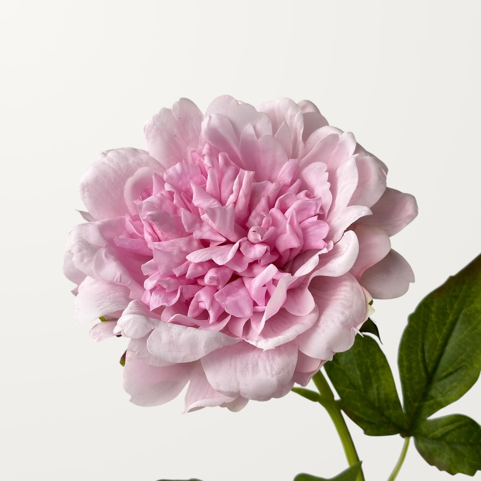Peony – Purple Pink (Real Touch)