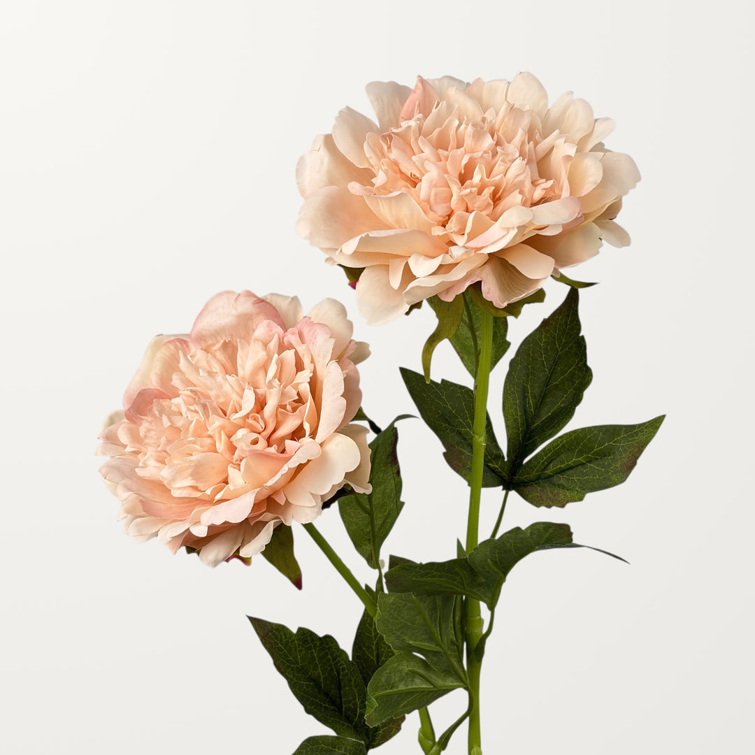 Peony – Soft Apricot (Real Touch) - view 2