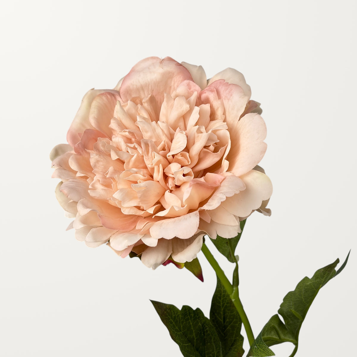 Peony – Soft Apricot (Real Touch)