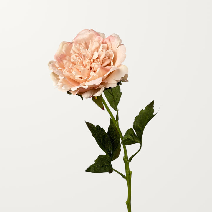 Peony – Soft Apricot (Real Touch) - view 3