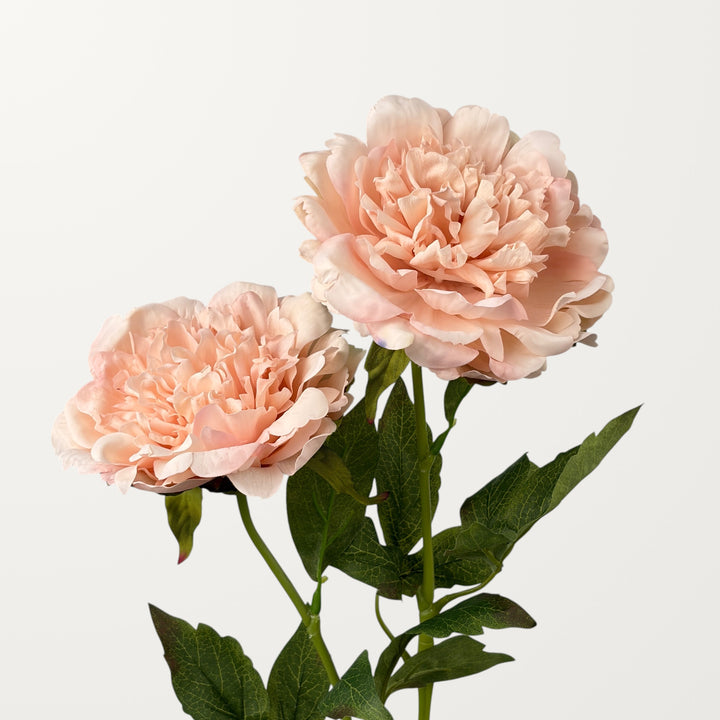 Peony – Shell (Real Touch) - view 2