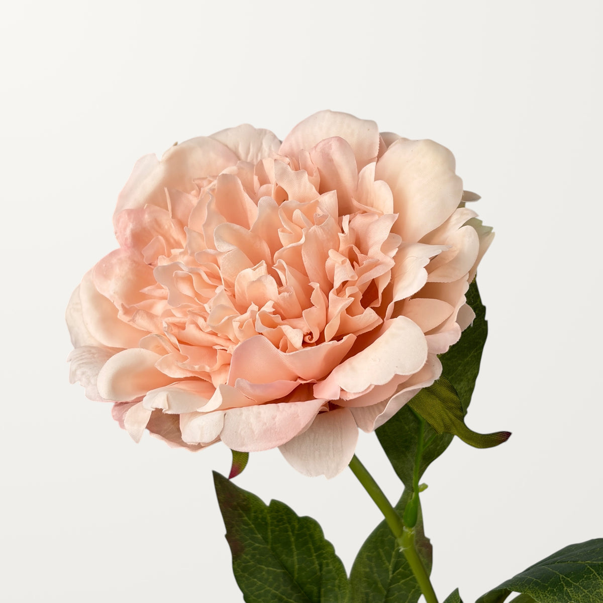 Peony – Shell (Real Touch)