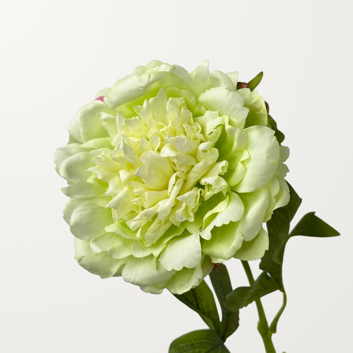 Peony – Spring Green (Real Touch)